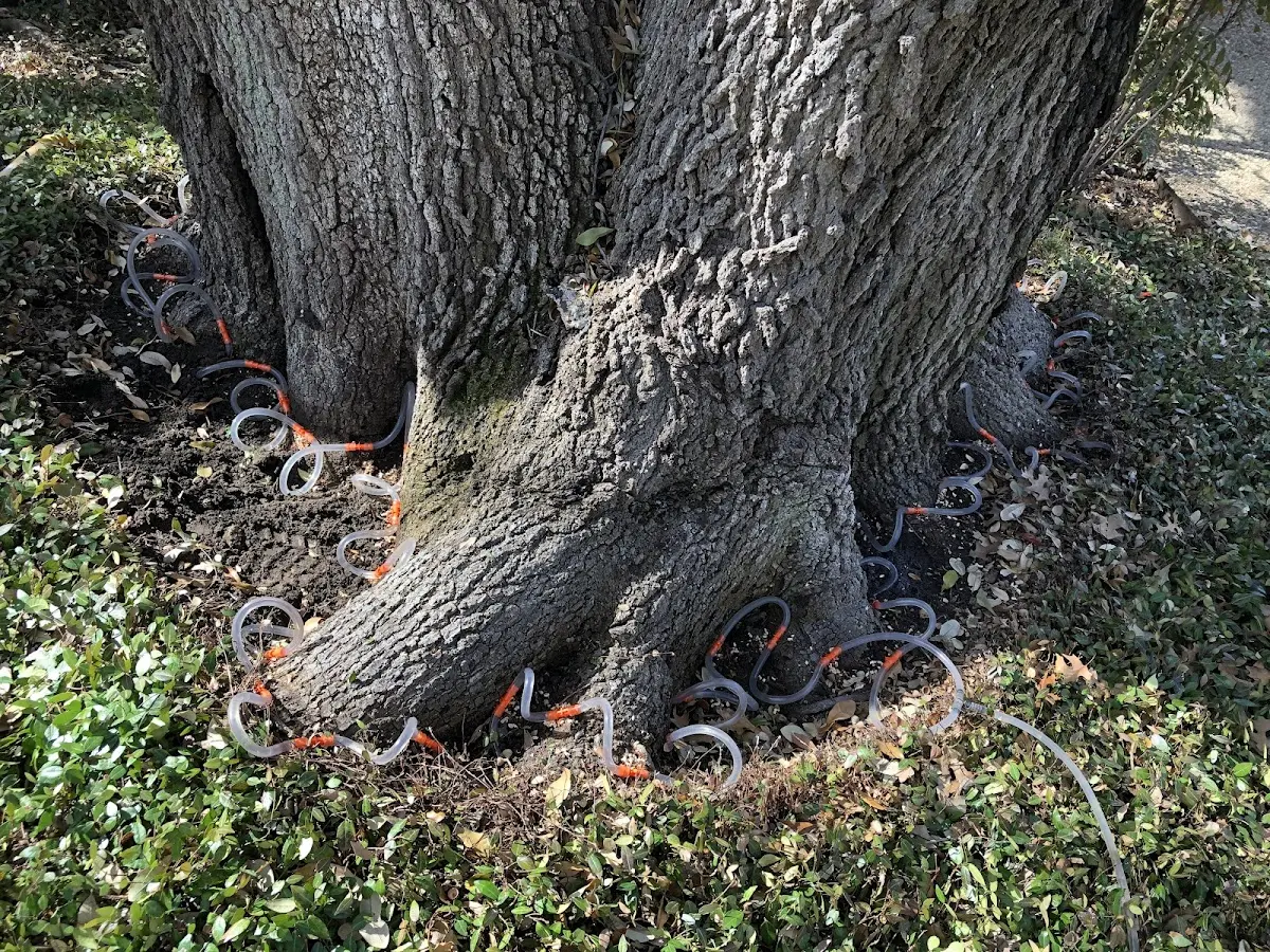 Detailed Tree Cabling and Bracing job site in East Freedom