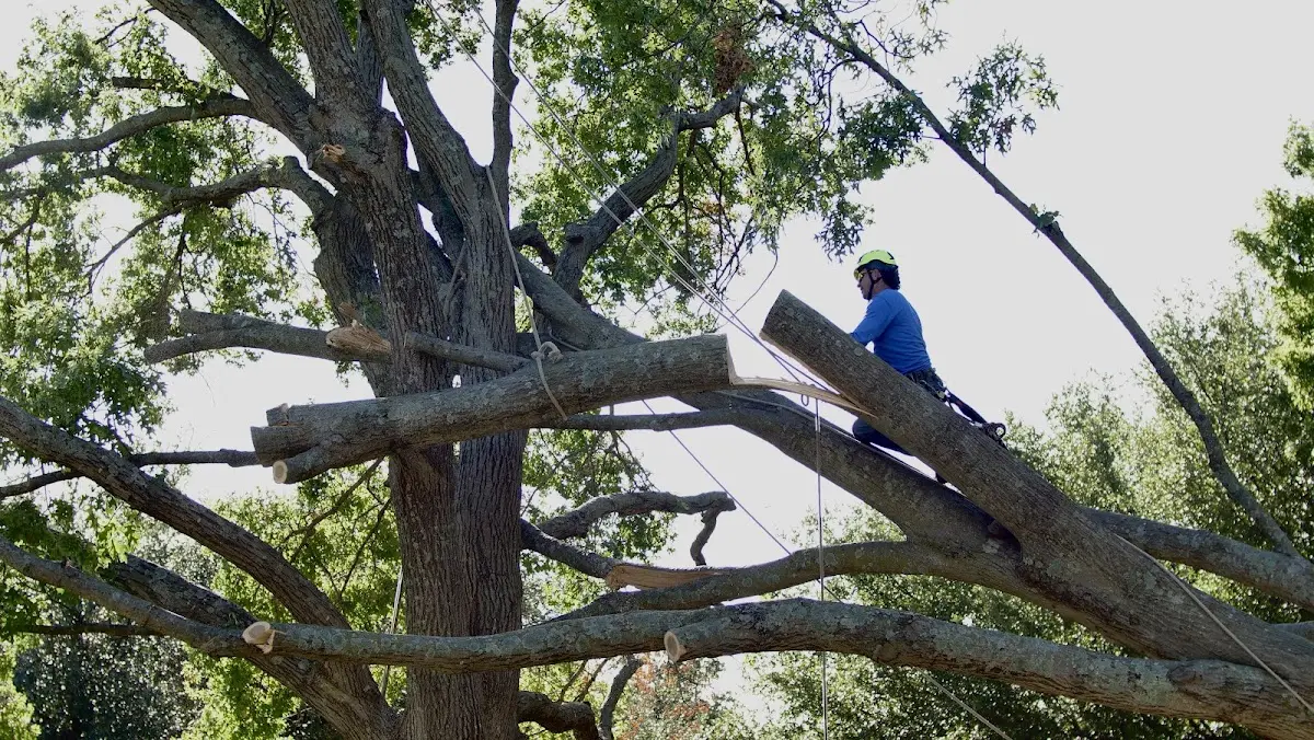 Professional Hazardous Tree Removal performed by certified arborists in East Freedom