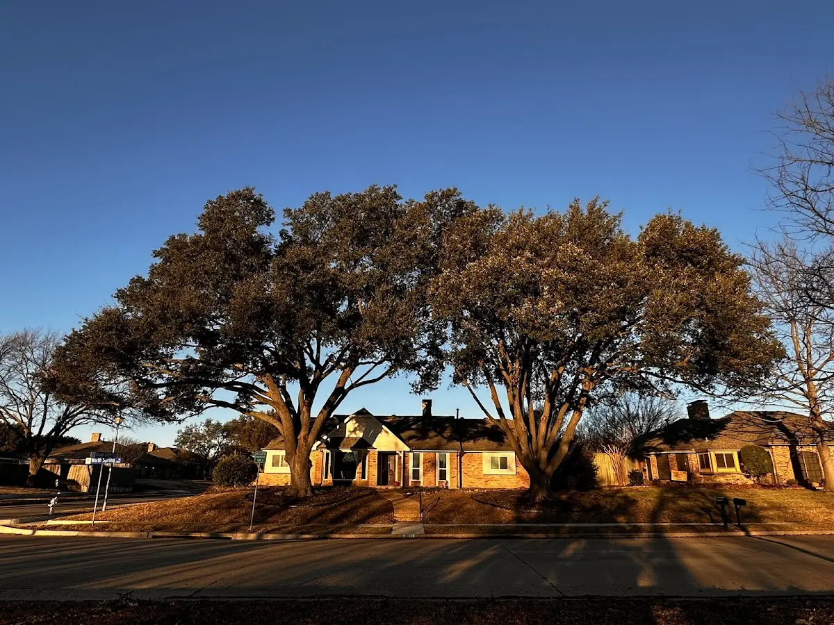 Established residential canopy tree shading a home in East Freedom